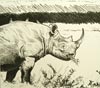 Paul Henery - Black Rhino - Ngorongoro Crater