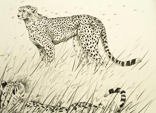 Paul Henery - Serengeti Cheetah