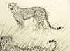 Paul Henery - Serengeti Cheetah