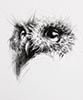 Vanessa Foley - (Little Owl)