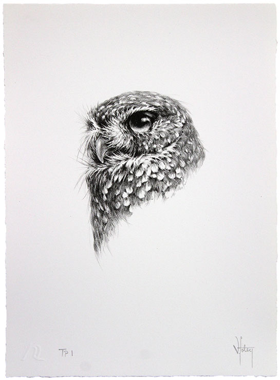 Vanessa Foley - (Owl)